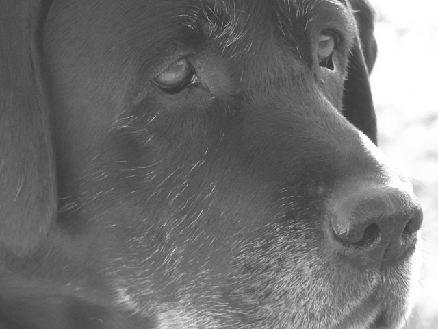 Publication : des Simandrés