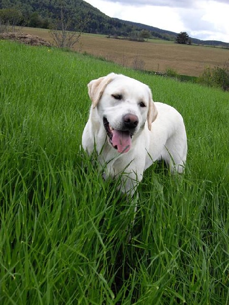 Publication : du verger des plaines Auteur : BAUDOIN Laurence