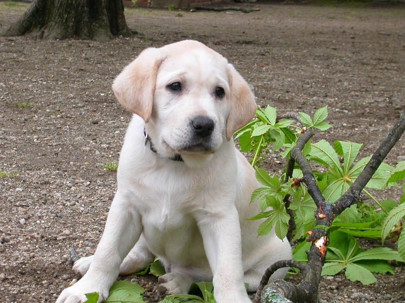 Publication : du verger des plaines Auteur : BAUDOIN Laurence