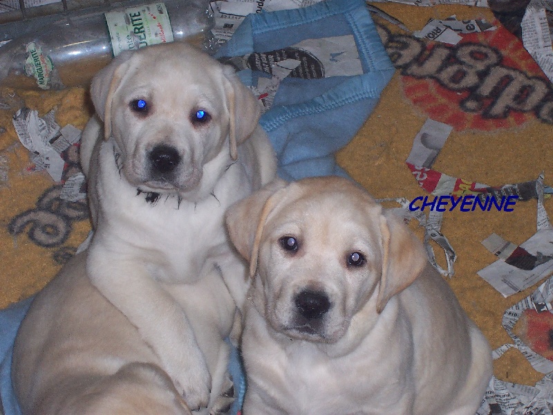 Publication : du verger des plaines Auteur : BAUDOIN Laurence