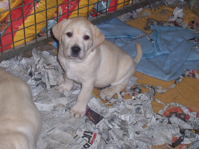 Publication : du verger des plaines Auteur : BAUDOIN Laurence