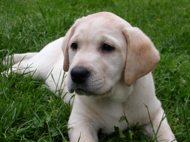 Publication : du verger des plaines Auteur : BAUDOIN Laurence