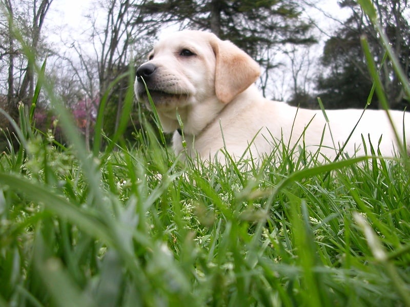 Publication : du verger des plaines Auteur : BAUDOIN Laurence