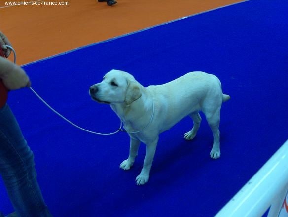 Cheyenne de la Roche Dragon - 1er EXCELLENT MEILLEUR JEUNE