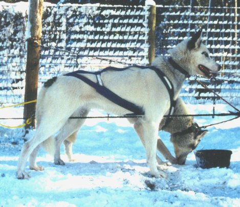 Publication : Amanuq