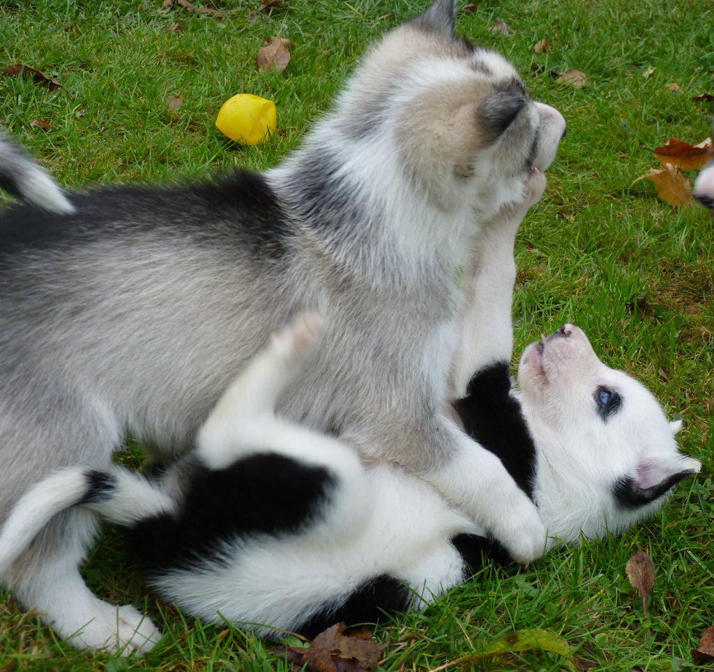 Amanuq - Siberian Husky - Portée née le 05/10/2018