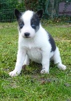 Amanuq - Siberian Husky - Portée née le 09/11/2018