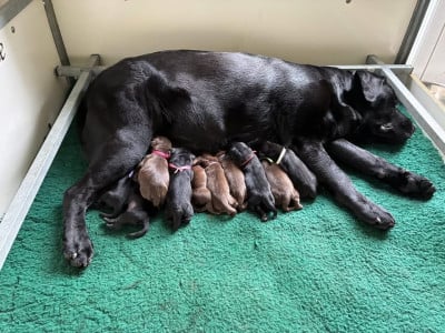 Les chiots de Labrador Retriever