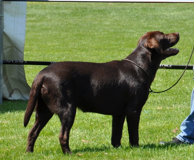 Funny chocolate girl des Landes d'Eole - TP, meilleur puppy