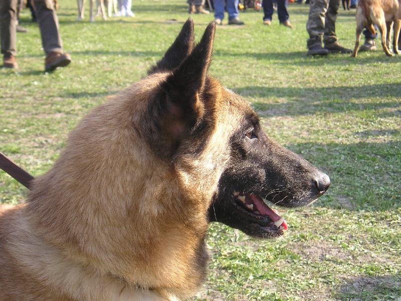 Publication : maski du van lappeenranta Auteur : M.Latour Christophe