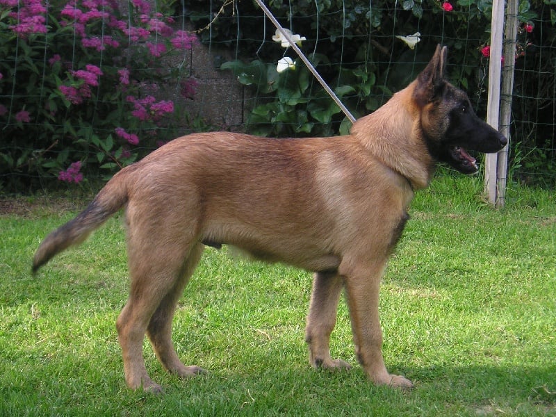 CH. maski du van lappeenranta Bandit