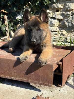 Les chiots de Berger Belge