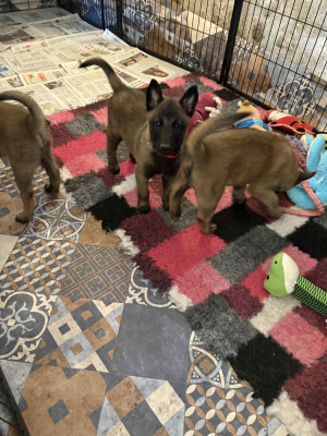 Les chiots de Berger Belge