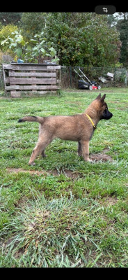Les chiots de Berger Belge