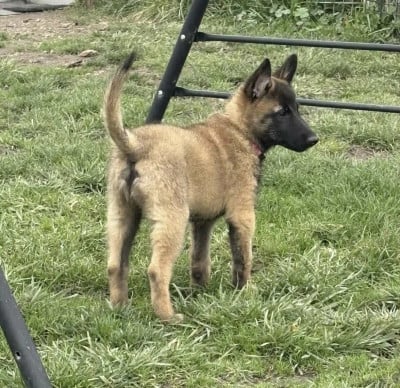 Les chiots de Berger Belge