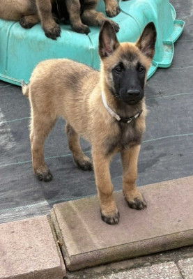 Les chiots de Berger Belge