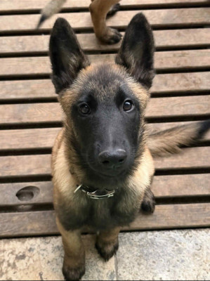 Les chiots de Berger Belge