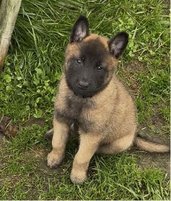 Les chiots de Berger Belge