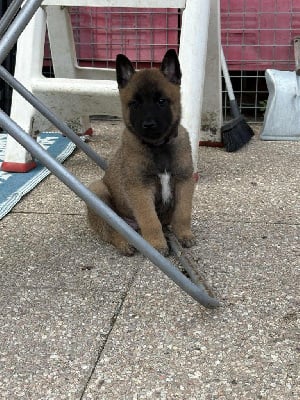 Les chiots de Berger Belge