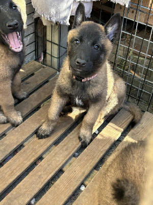 Les chiots de Berger Belge