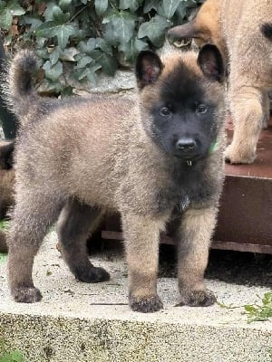 Les chiots de Berger Belge