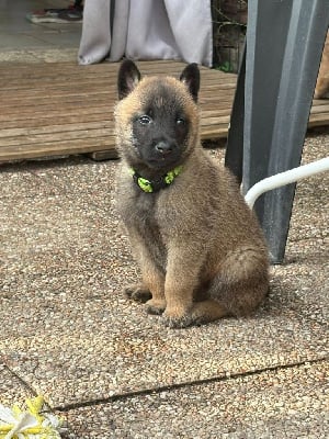 Les chiots de Berger Belge