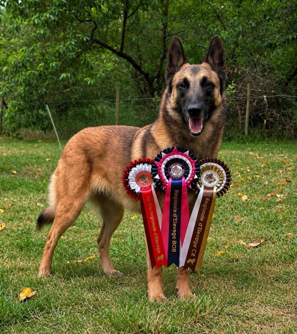 maski du van lappeenranta Umpallina - Certificat Régional - Meilleur de Race