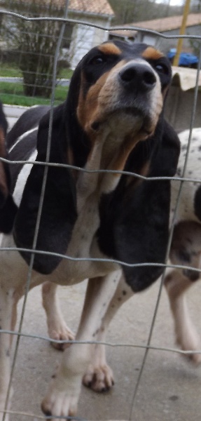 Docile des Echos de Puymerle