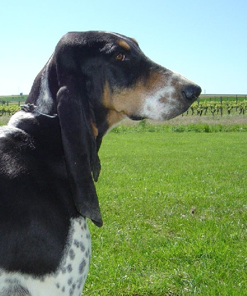 Publication : des Echos de Puymerle