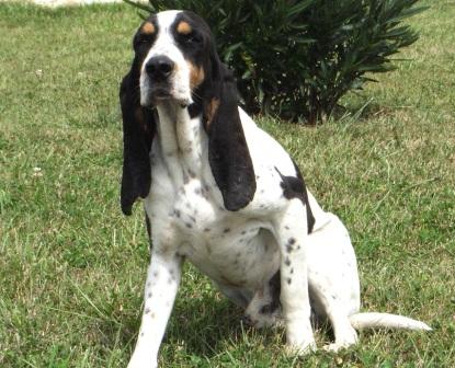 Publication : des Echos de Puymerle