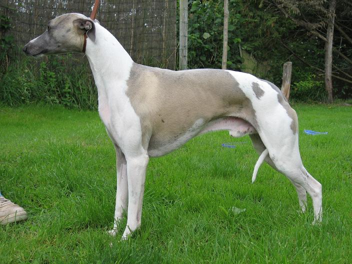 Publication : des Légendes du Moyen-Age