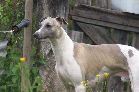Publication : des Légendes du Moyen-Age