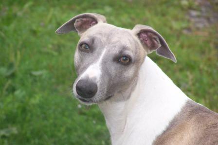 Publication : des Légendes du Moyen-Age