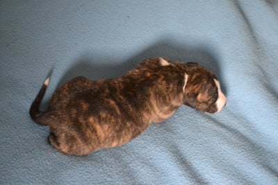 BADIANE - Whippet