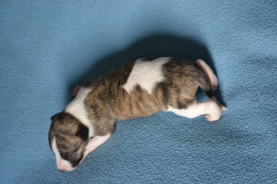 BELLEGARIADE - Whippet
