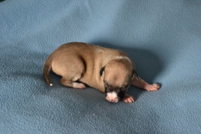 BELLEMIRA - Whippet