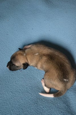 BACCARA - Whippet
