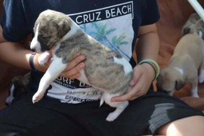 Les chiots de Whippet