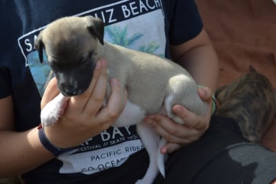 Les chiots de Whippet