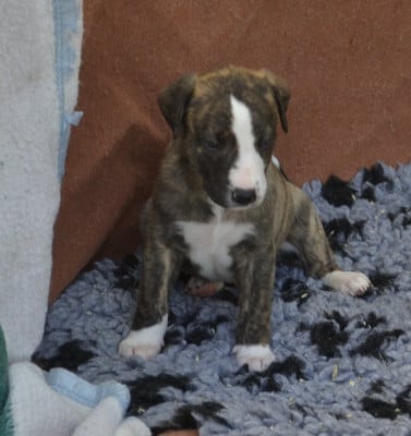 Les chiots de Whippet