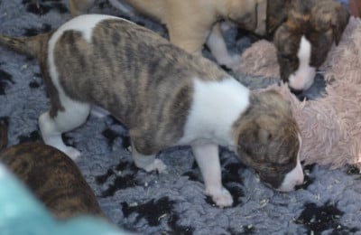 Les chiots de Whippet