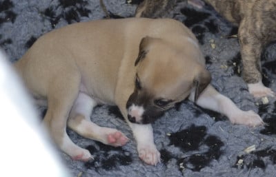 Les chiots de Whippet