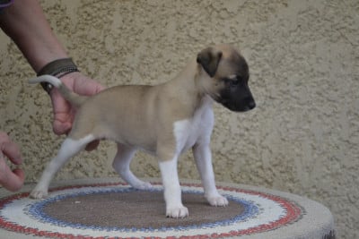 Les chiots de Whippet