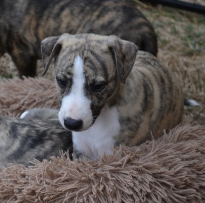 Les chiots de Whippet