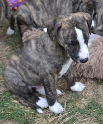 Les chiots de Whippet