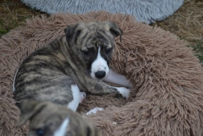 Les chiots de Whippet