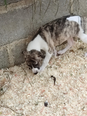 Les chiots de Whippet