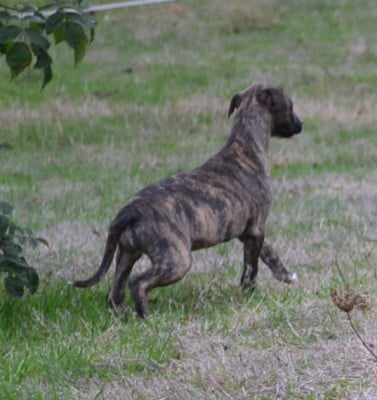 Les chiots de Whippet