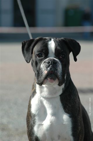 Ugo du cos lavigerie