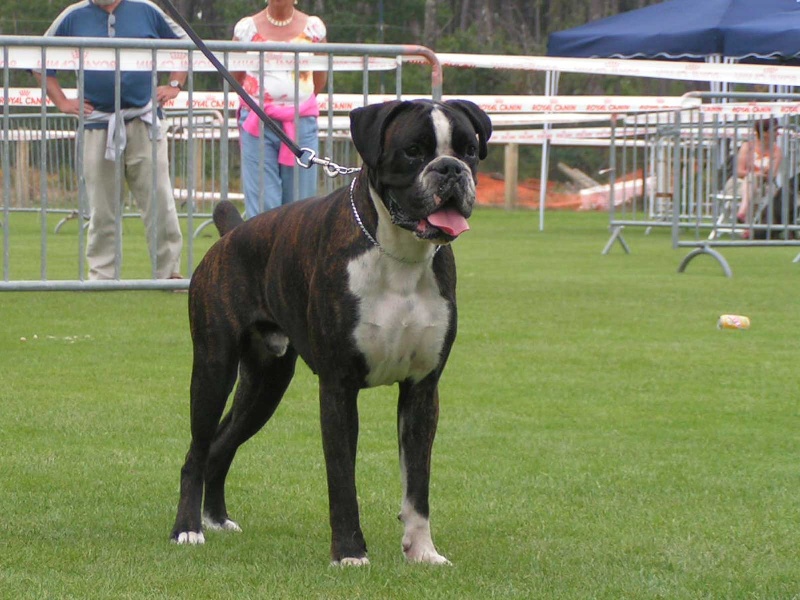 Ugo du cos lavigerie